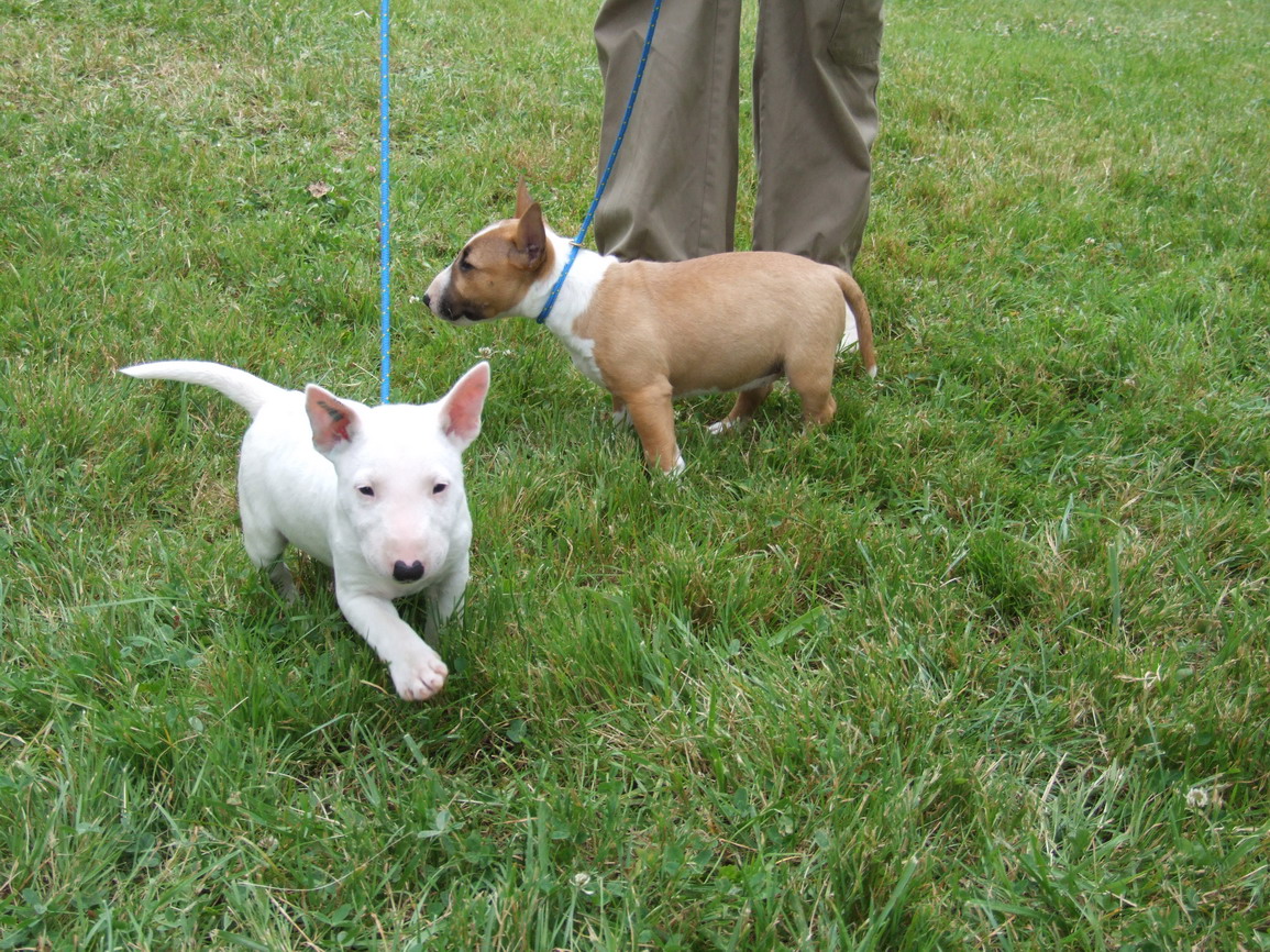 Chiot Bull Terrier Nos Amis Les Animaux