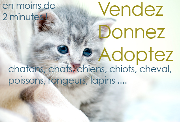Chaton A Donner Grenoble Nos Amis Les Animaux
