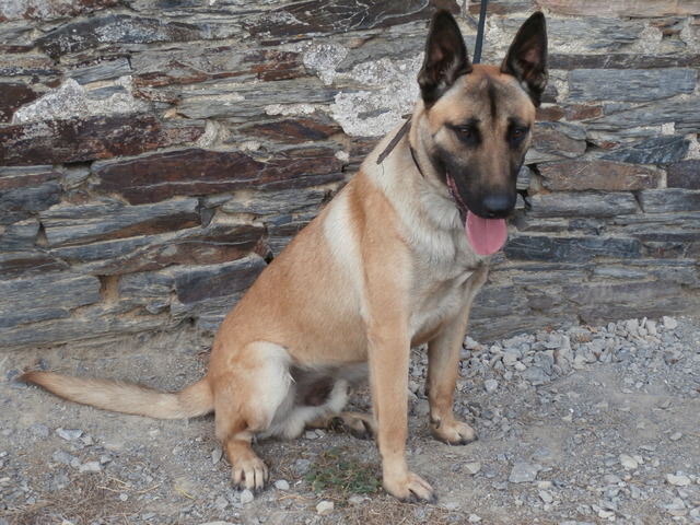 Chiot Malinois A Donner Nos Amis Les Animaux