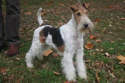 Fox Terrier A Donner Nos Amis Les Animaux